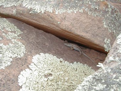 Hello, Lizard.